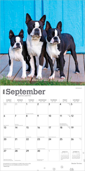 Boston Terriers 2026 Square Wall Calendar