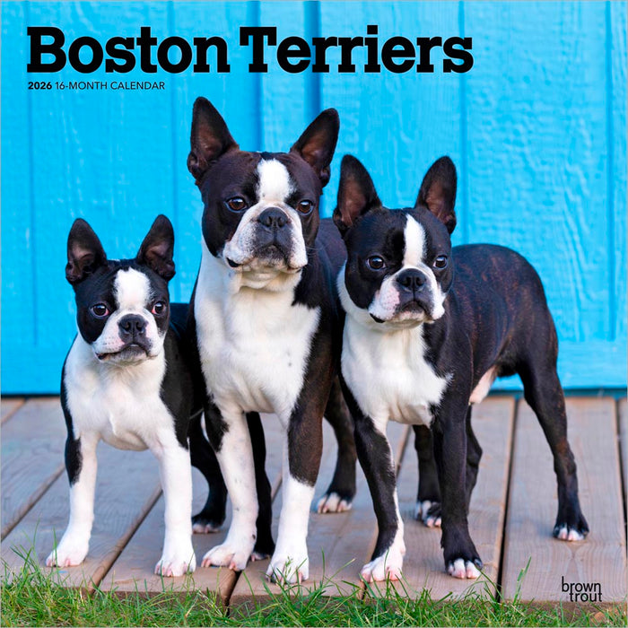 Boston Terriers 2026 Square Wall Calendar