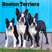 Boston Terriers 2026 Square Wall Calendar