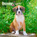 Boxer Puppies 2026 Mini Wall Calendar