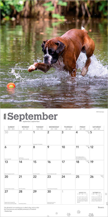 Boxers International Edition 2026 Square Wall Calendar