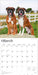 Boxers International Edition 2026 Square Wall Calendar