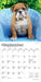 Bulldog Puppies 2026 Mini Wall Calendar