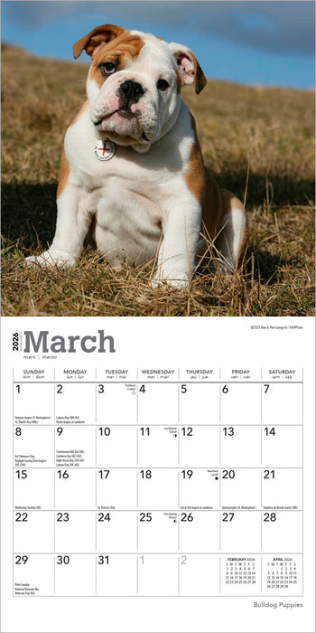 Bulldog Puppies 2026 Mini Wall Calendar