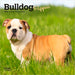 Bulldog Puppies 2026 Mini Wall Calendar