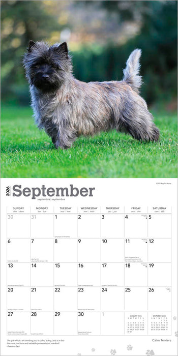 Cairn Terriers 2026 Square Wall Calendar