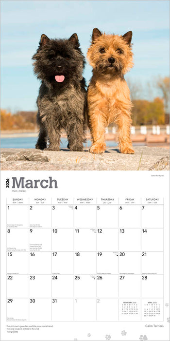 Cairn Terriers 2026 Square Wall Calendar