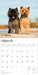 Cairn Terriers 2026 Square Wall Calendar