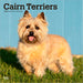 Cairn Terriers 2026 Square Wall Calendar