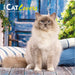 Cat Lovers 2026 Mini Wall Calendar