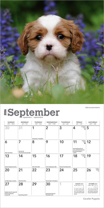 Cavalier Puppies 2026 Mini Wall Calendar