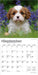 Cavalier Puppies 2026 Mini Wall Calendar