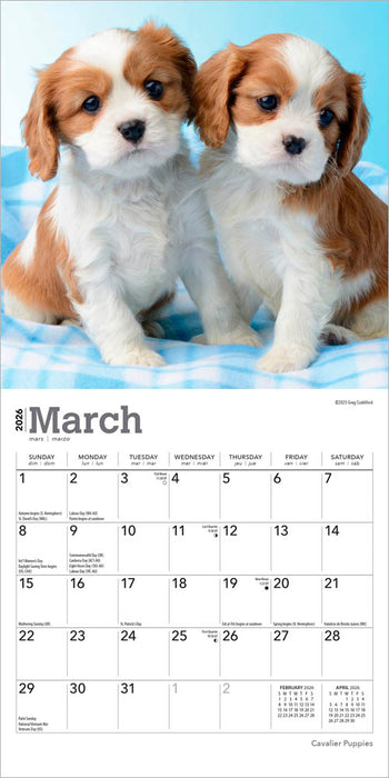 Cavalier Puppies 2026 Mini Wall Calendar