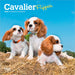 Cavalier Puppies 2026 Mini Wall Calendar