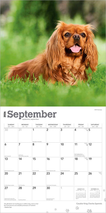 Cavalier King Charles Spaniels 2026 Square Wall Calendar