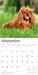 Cavalier King Charles Spaniels 2026 Square Wall Calendar