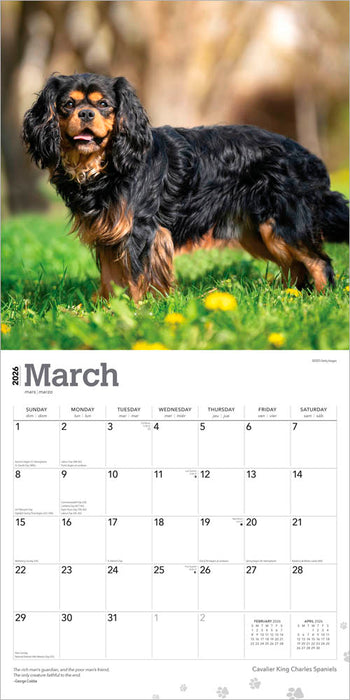 Cavalier King Charles Spaniels 2026 Square Wall Calendar