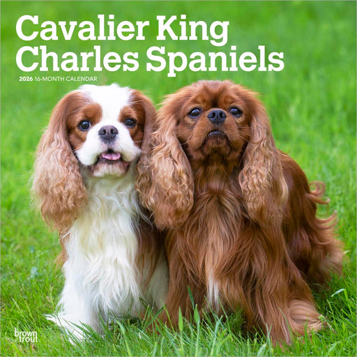 Cavalier King Charles Spaniels 2026 Square Wall Calendar