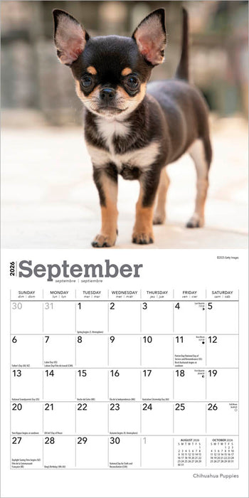 Chihuahua Puppies 2026 Mini Wall Calendar