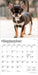 Chihuahua Puppies 2026 Mini Wall Calendar