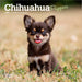 Chihuahua Puppies 2026 Mini Wall Calendar