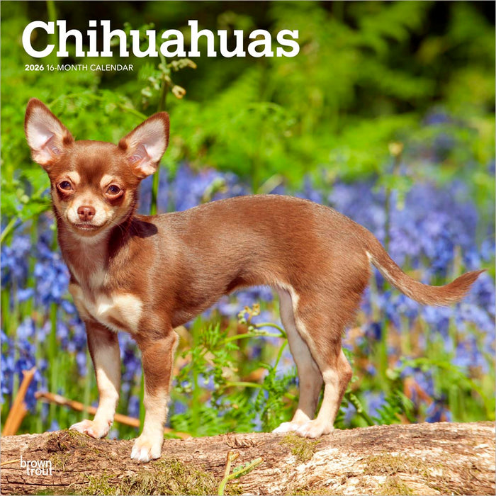 Chihuahuas 2026 Square Wall Calendar