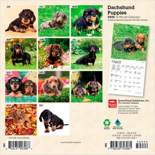 Dachshund Puppies 2026 Mini Wall Calendar