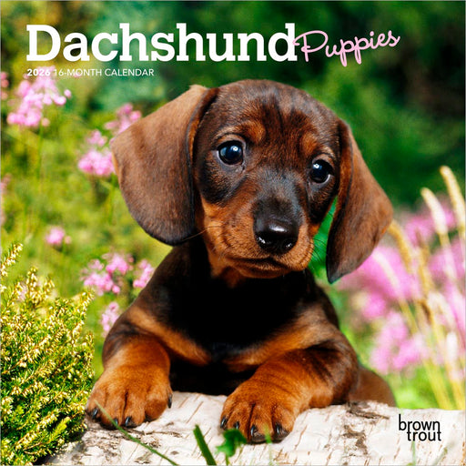 Dachshund Puppies 2026 Mini Wall Calendar