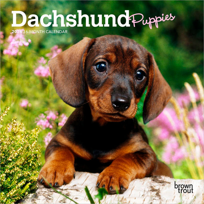 Dachshund Puppies 2026 Mini Wall Calendar
