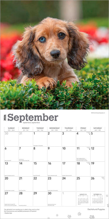 Dachshund Puppies 2026 Square Wall Calendar