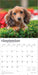 Dachshund Puppies 2026 Square Wall Calendar