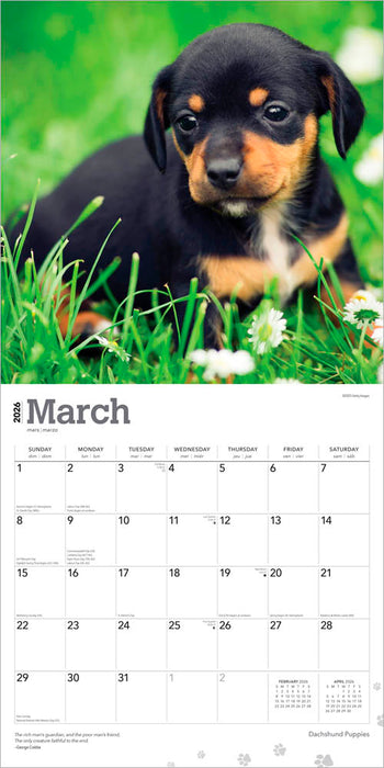 Dachshund Puppies 2026 Square Wall Calendar