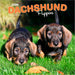 Dachshund Puppies 2026 Square Wall Calendar