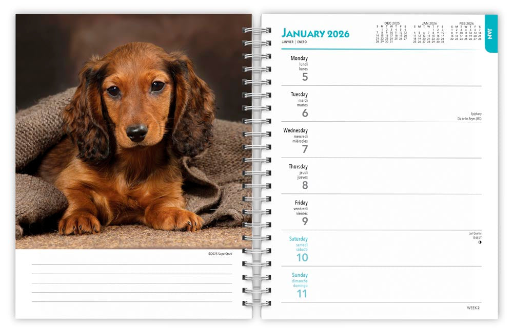 Dachshunds 2026 Weekly Diary