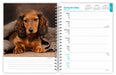 Dachshunds 2026 Weekly Diary