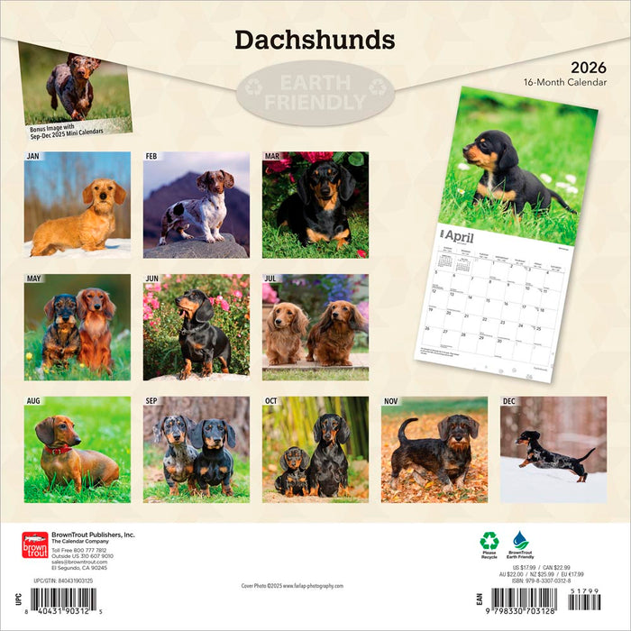 Dachshunds 2026 Square Wall Calendar