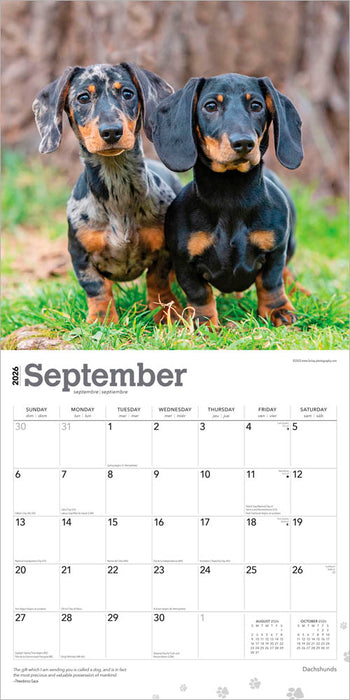 Dachshunds 2026 Square Wall Calendar