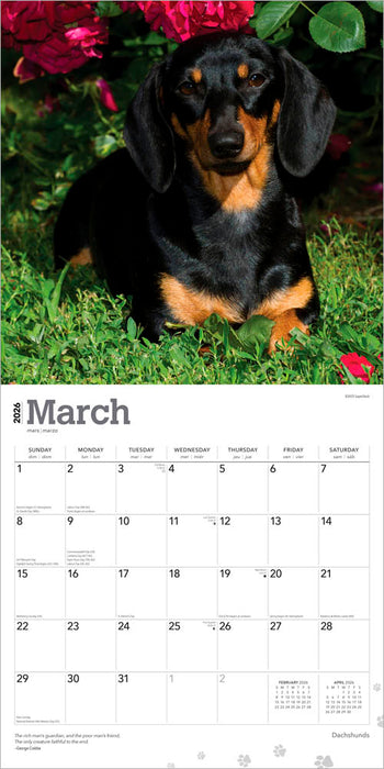 Dachshunds 2026 Square Wall Calendar