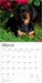 Dachshunds 2026 Square Wall Calendar