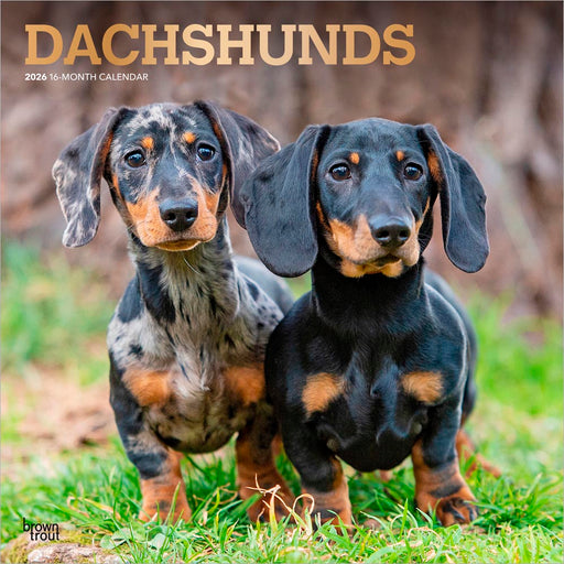Dachshunds 2026 Square Wall Calendar