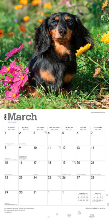 Miniature Dachshunds 2026 Square Wall Calendar