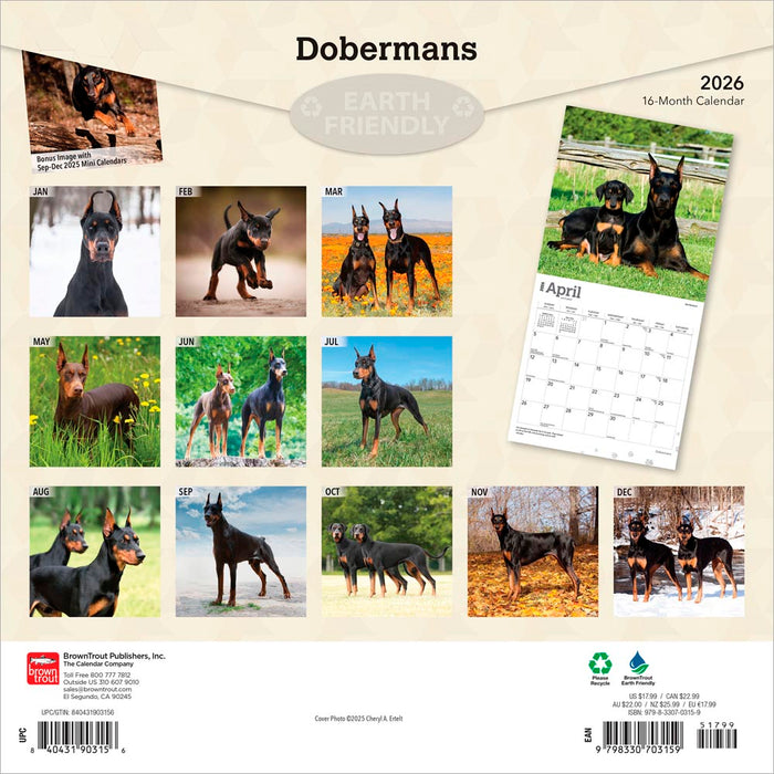 Dobermans 2026 Square Wall Calendar
