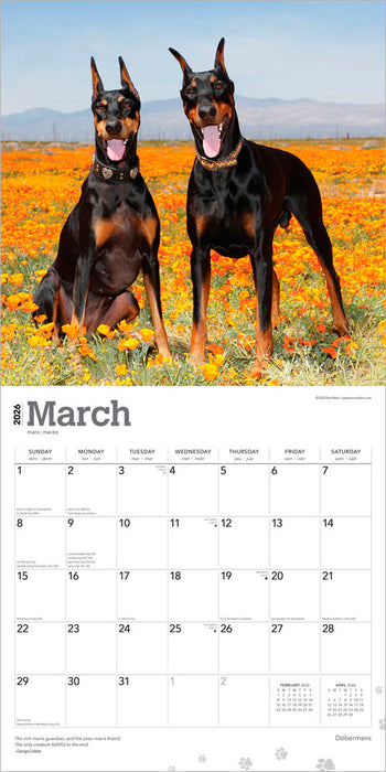 Dobermans 2026 Square Wall Calendar