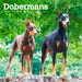 Dobermans 2026 Square Wall Calendar