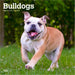 Bulldogs 2026 Square Wall Calendar