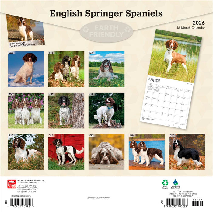 English Springer Spaniels 2026 Square Wall Calendar