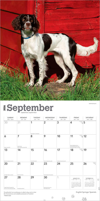 English Springer Spaniels 2026 Square Wall Calendar