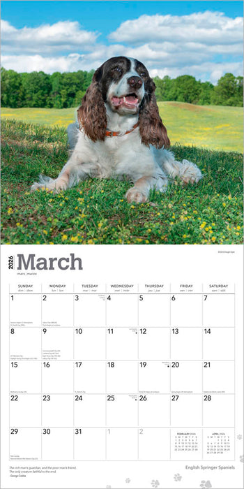 English Springer Spaniels 2026 Square Wall Calendar