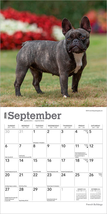 French Bulldogs 2026 Mini Wall Calendar