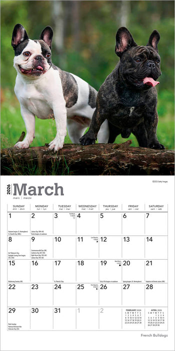 French Bulldogs 2026 Mini Wall Calendar